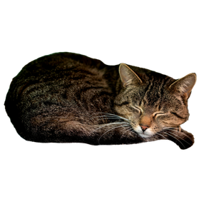 A Serene Tabby Cat Rests Comfortably On Soft Blankets, Embodying Calm And Relaxation. 14542 - Cat PNG image with transparent background